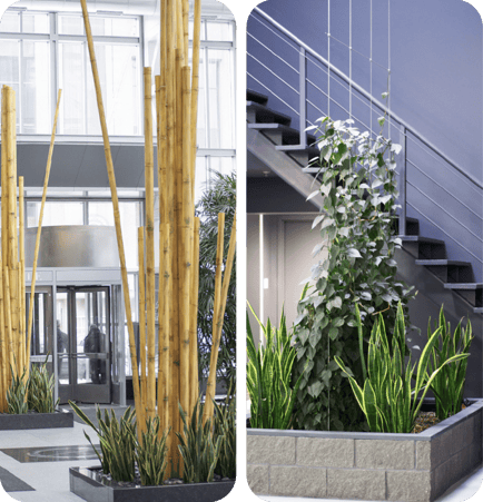 Indoor plants