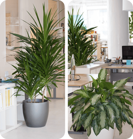 Indoor plants